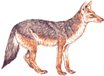 the coyote in its non-dead state